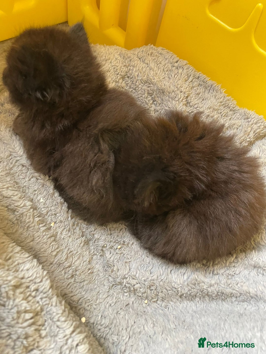 British Longhair cats for sale: 5 domestic/british fluffy longhair kittens  - Image 1