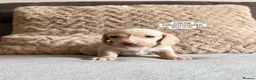 Miniature Dachshund dogs for sale: MINIATURE DACHSHUND PUPPIES🐾 - Advert 14