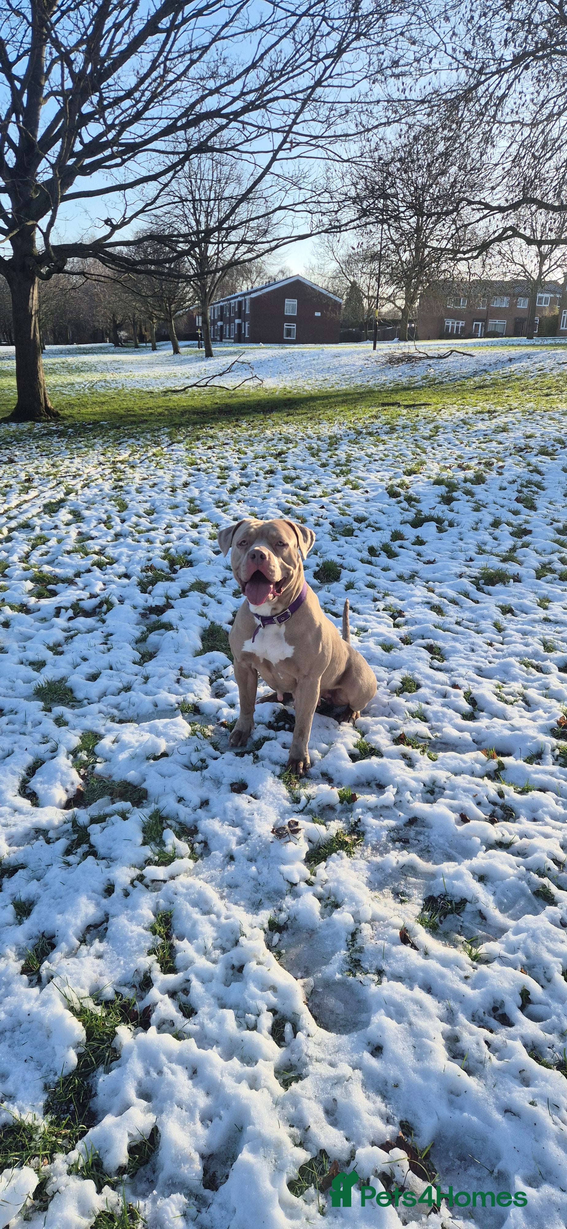 American Bully dogs Standard american bully  - Advert 1