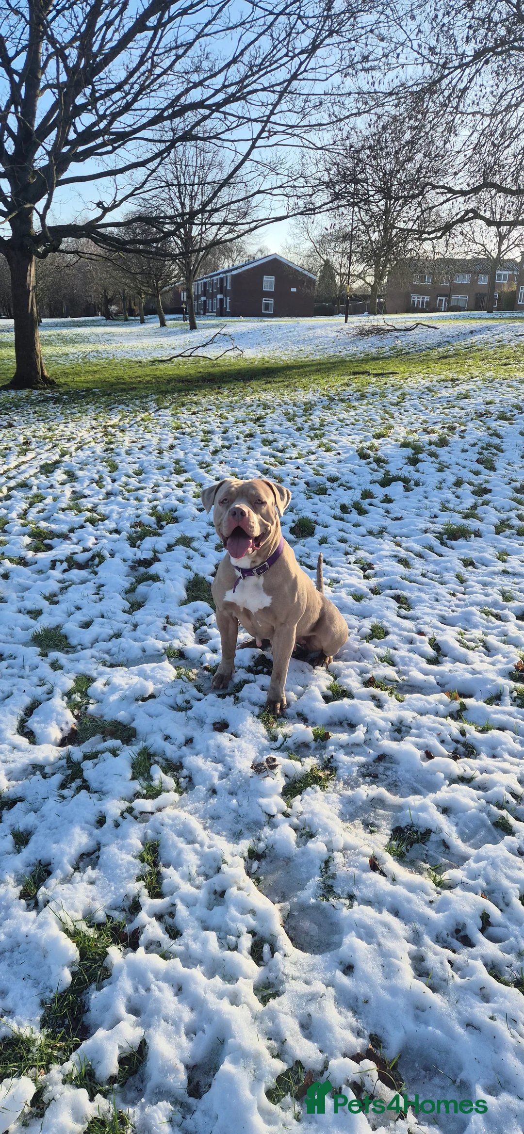 American Bully dogs for sale: Standard american bully  - Advert 1