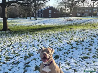 American Bully dogs Standard american bully - Advert 1