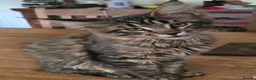 Maine Coon cats for sale: Big Strong Maine Coon Kittens - Advert 9