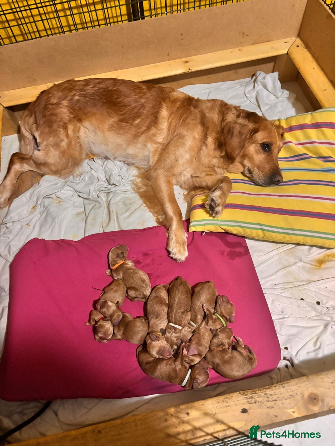 Miniature Poodle dogs for stud: Health tested red kc miniature poodle stud  in Doncaster - Advert 7