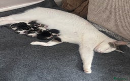 Mixed Breed cats for sale: Calico kittens - Image 1