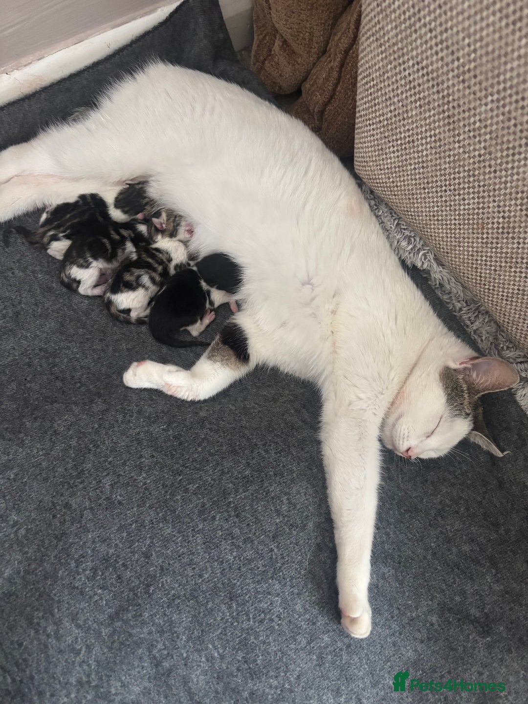 Mixed Breed cats for sale: Calico kittens - Image 1