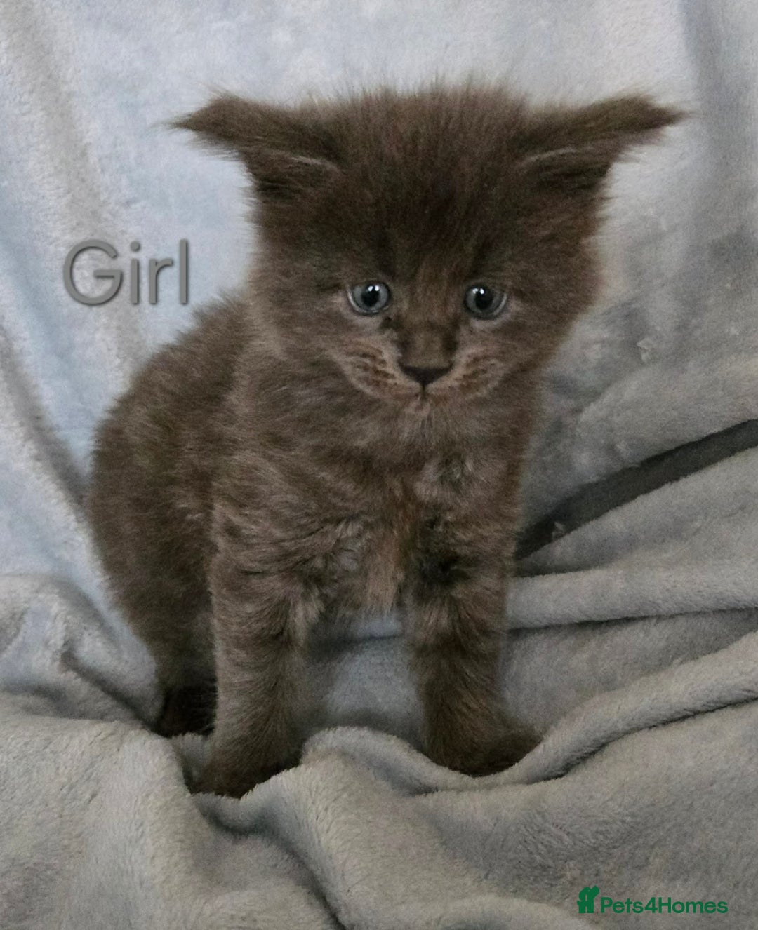 Maine Coon cats for sale: 4 Maine Coons girls. - Advert 7