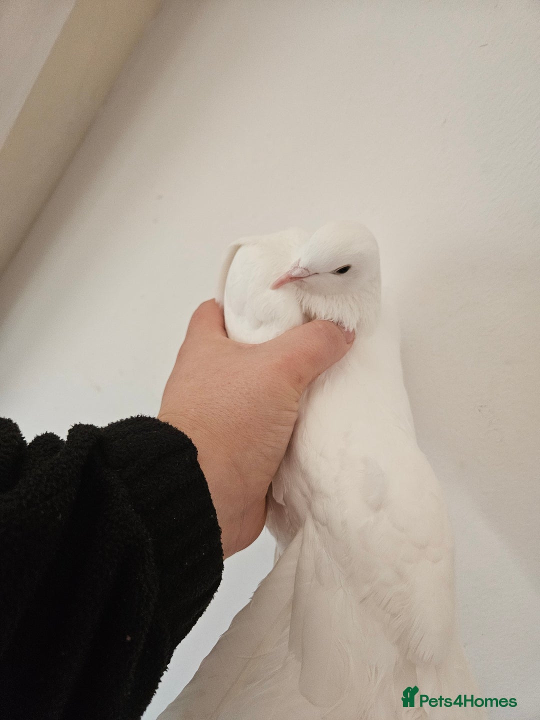 Doves birds for sale: Two White fantail doves - Advert 2