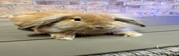 Lionhead rabbits for sale: Lionhead rabbits for sale  - Advert 20