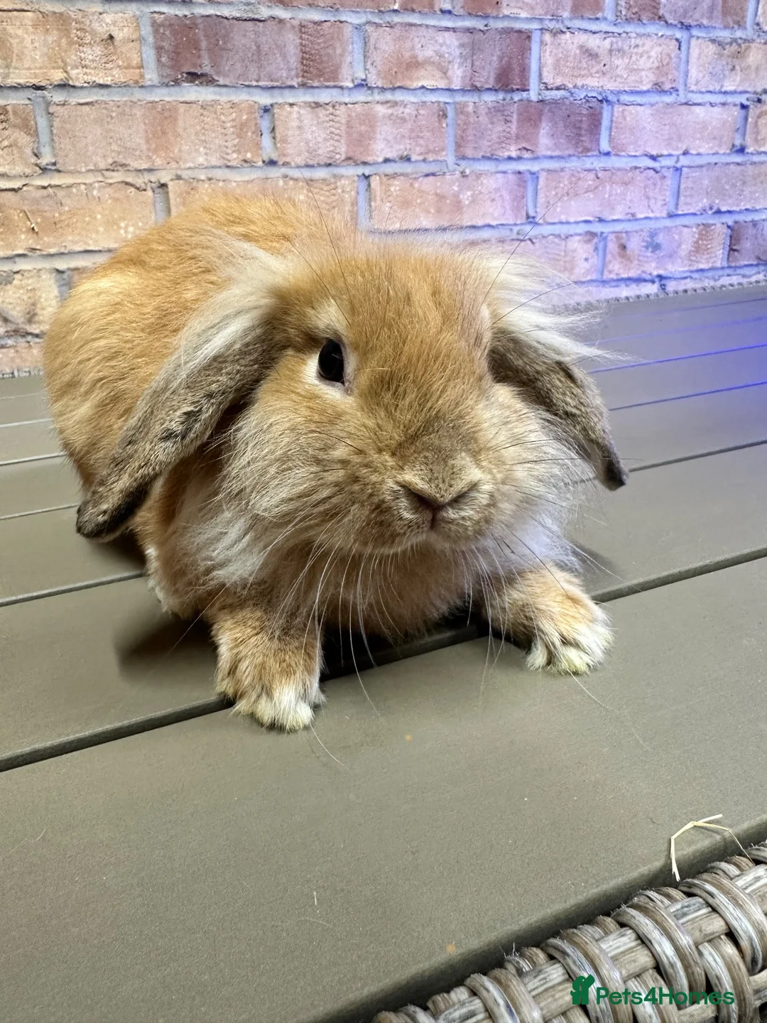 Lionhead rabbits for sale: Lionhead rabbits for sale  - Advert 20