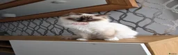 Ragdoll cats for sale: Beautiful pedigree ragdolls  - Advert 23