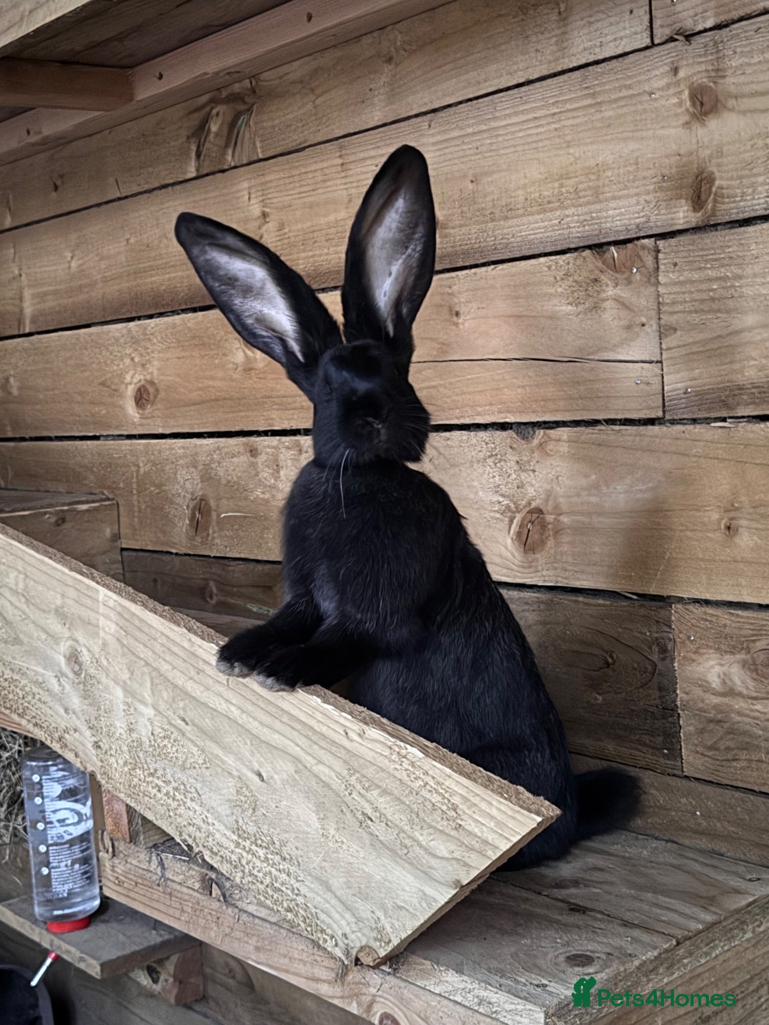 Continental Giant rabbits 3 x 12 Week Black Buck Continental Giants for sale - Advert 2