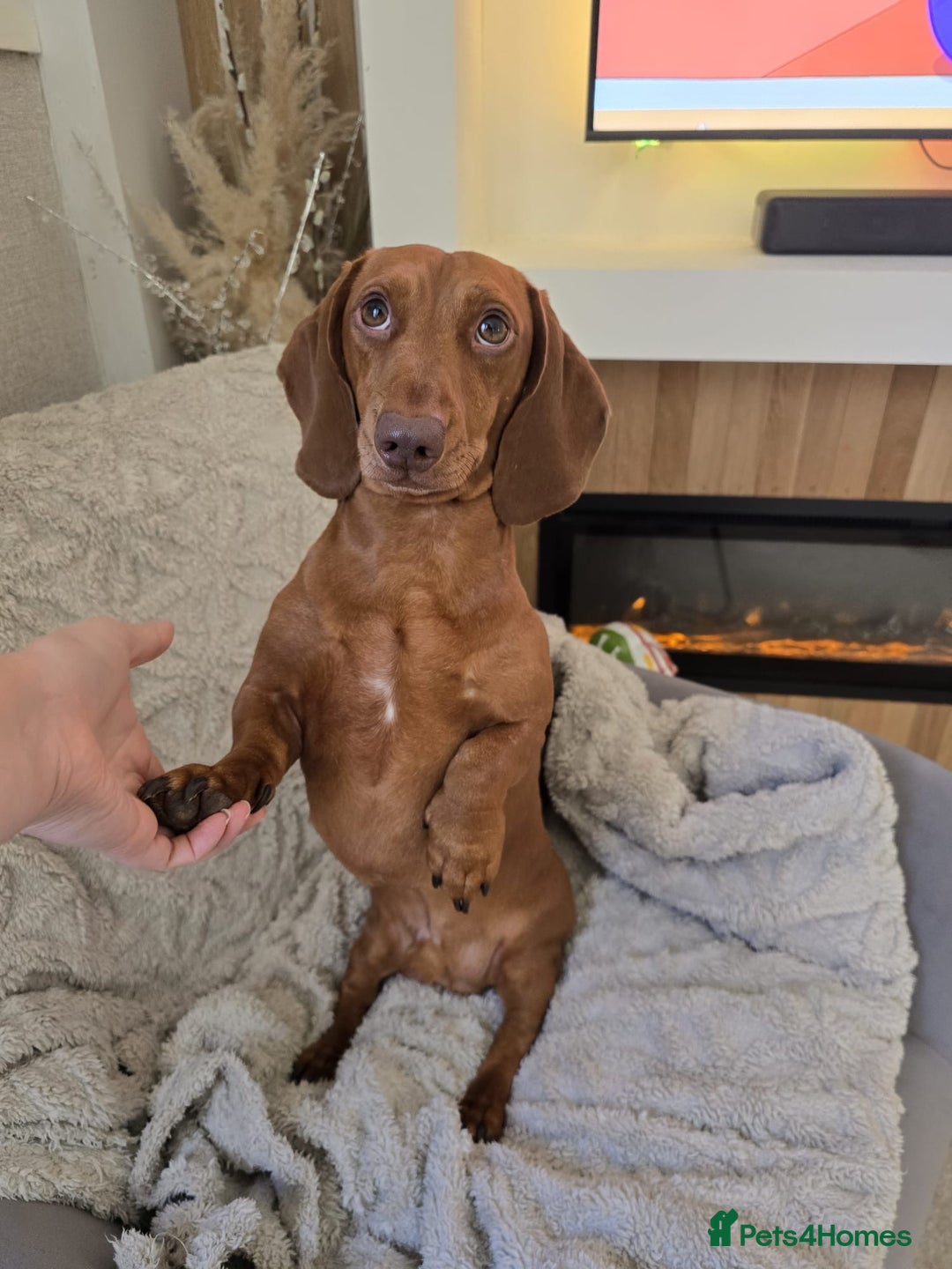 Dachshund dogs for sale: Standard dachshund puppies  - Advert 2