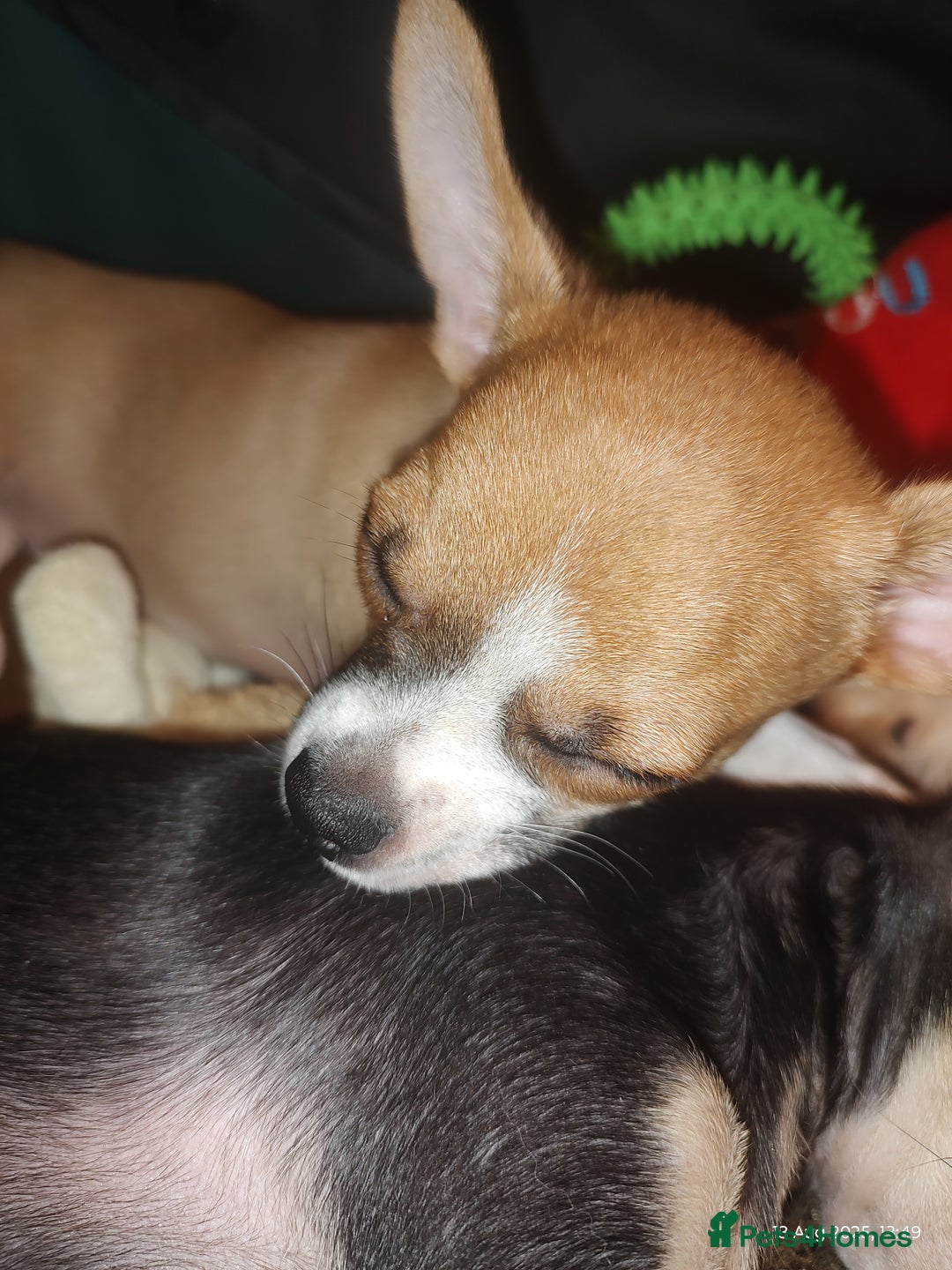 Chihuahua dogs for sale: Adorable Loving hand reared ready now Chihuahuas - Image 34