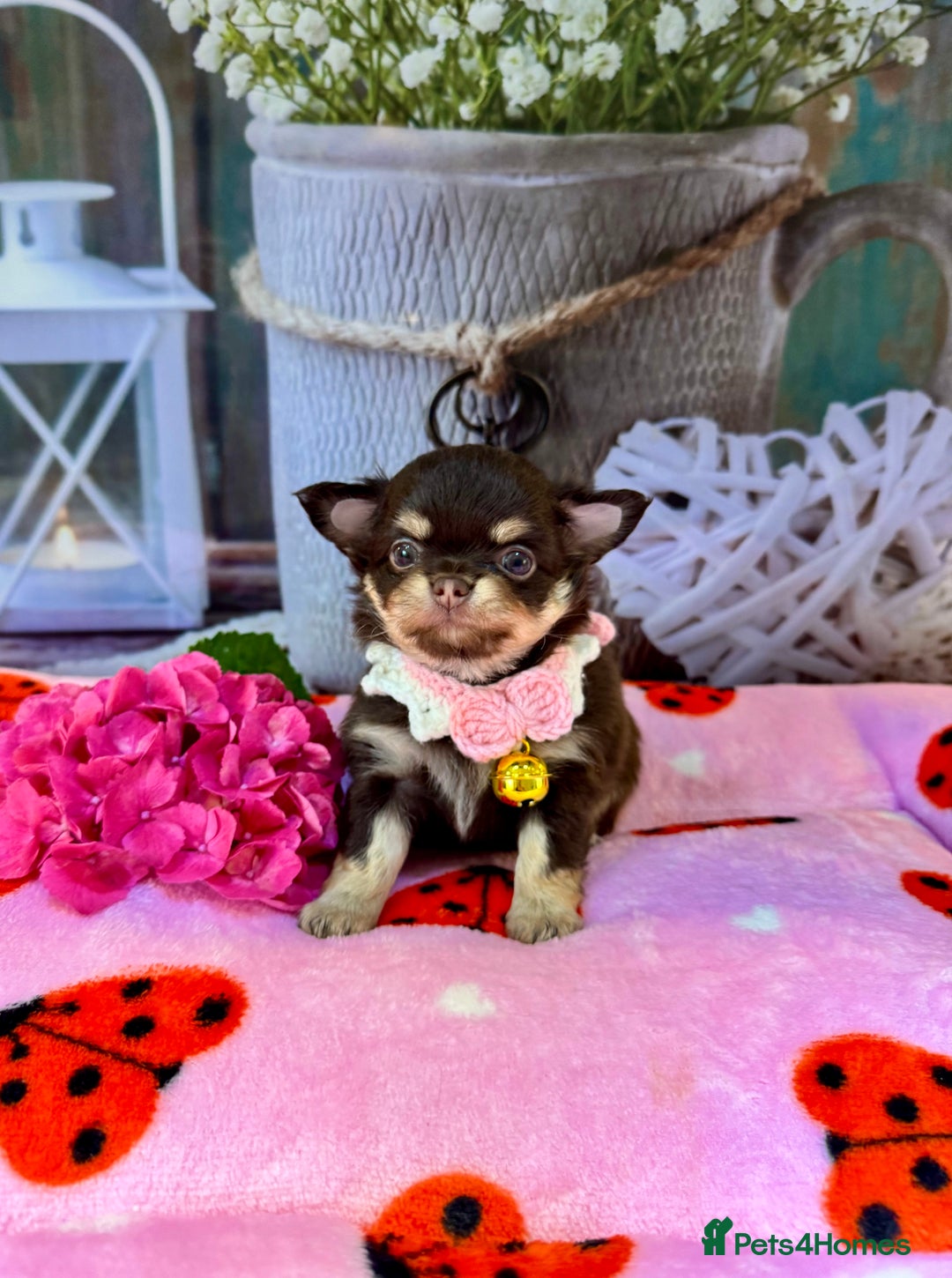 Chihuahua dogs for sale: 💜🤎 Exotic KC LC chihuahuas 🤎💜 - Image 1