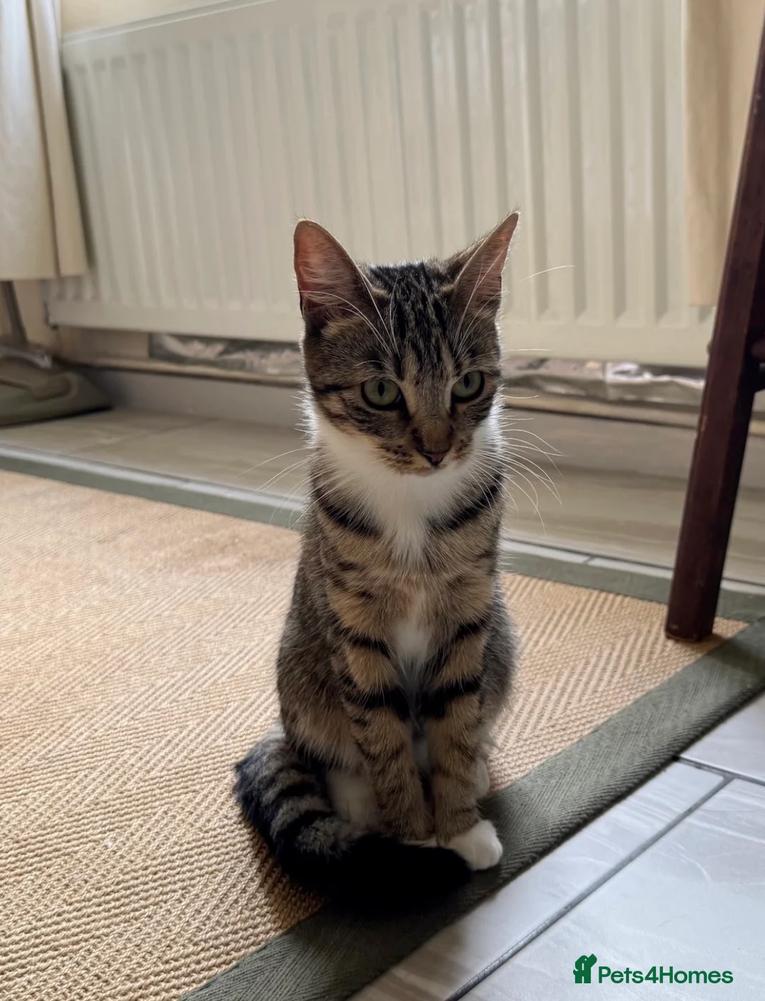 Domestic Shorthair cats for sale: Two bonded sisters for rehoming  in Beaconsfield - Advert 5