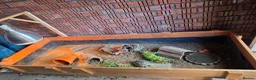Hermann Tortoise reptiles for sale: 2 lovely Hermann tortoises - Advert 5