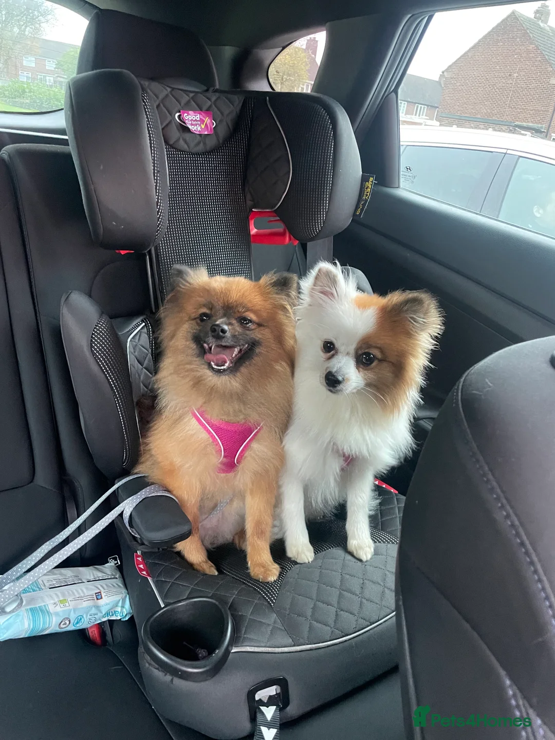 Pomeranian dogs for sale: 2 girls from the same breed - Advert 2