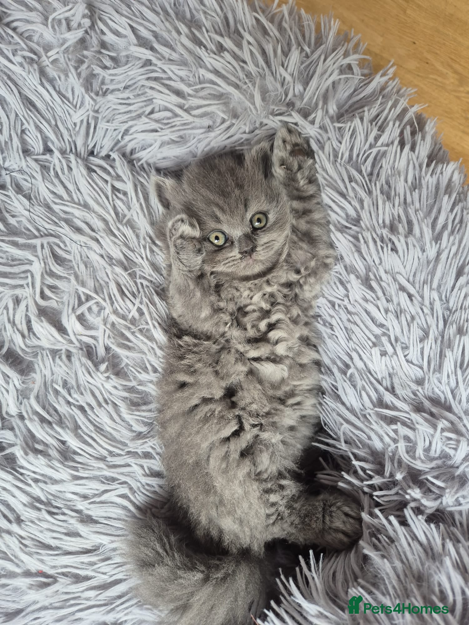 Scottish Fold cats for sale: Scottish kittens blue fold and straight boy, girl in Nottingham - Advert 2