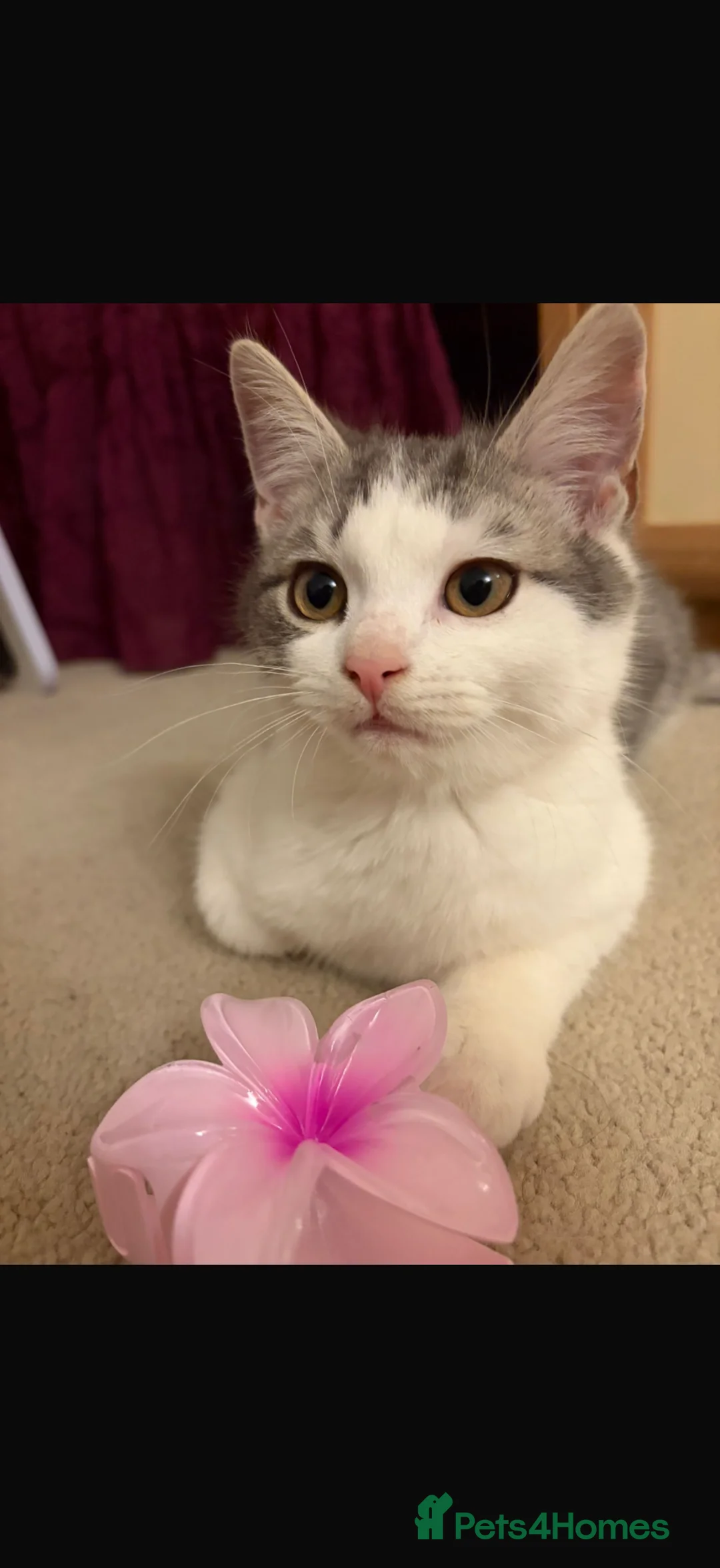 Mixed Breed cats for sale: Last boy kitten left white and grey spots - Advert 1