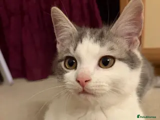Mixed Breed cats Last boy kitten left white and grey spots - Advert 5