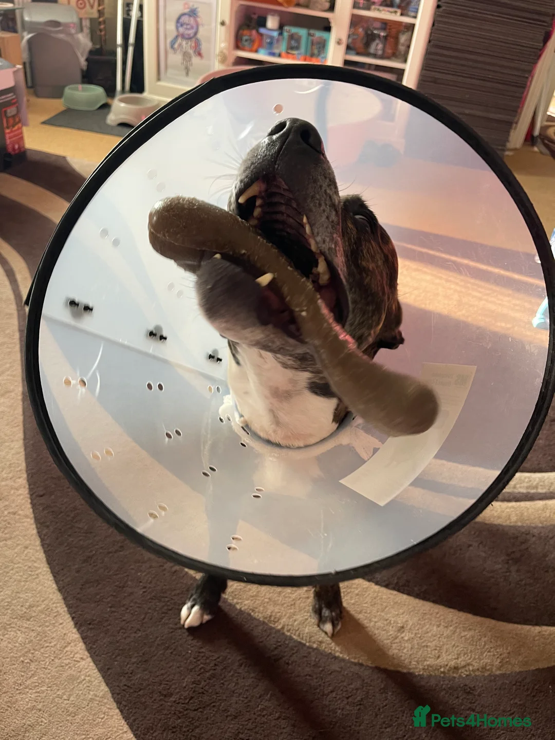 Mixed Breed dogs for sale: Marley the most loving dog - Advert 2