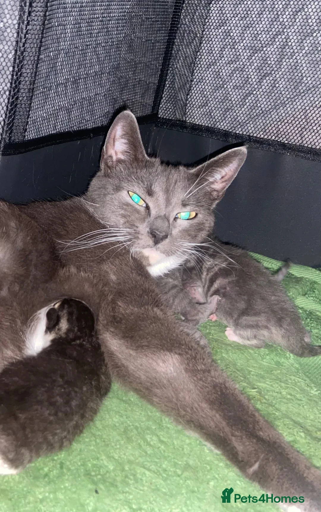 British Shorthair cats for sale: Two Beautiful Boys  - Advert 1