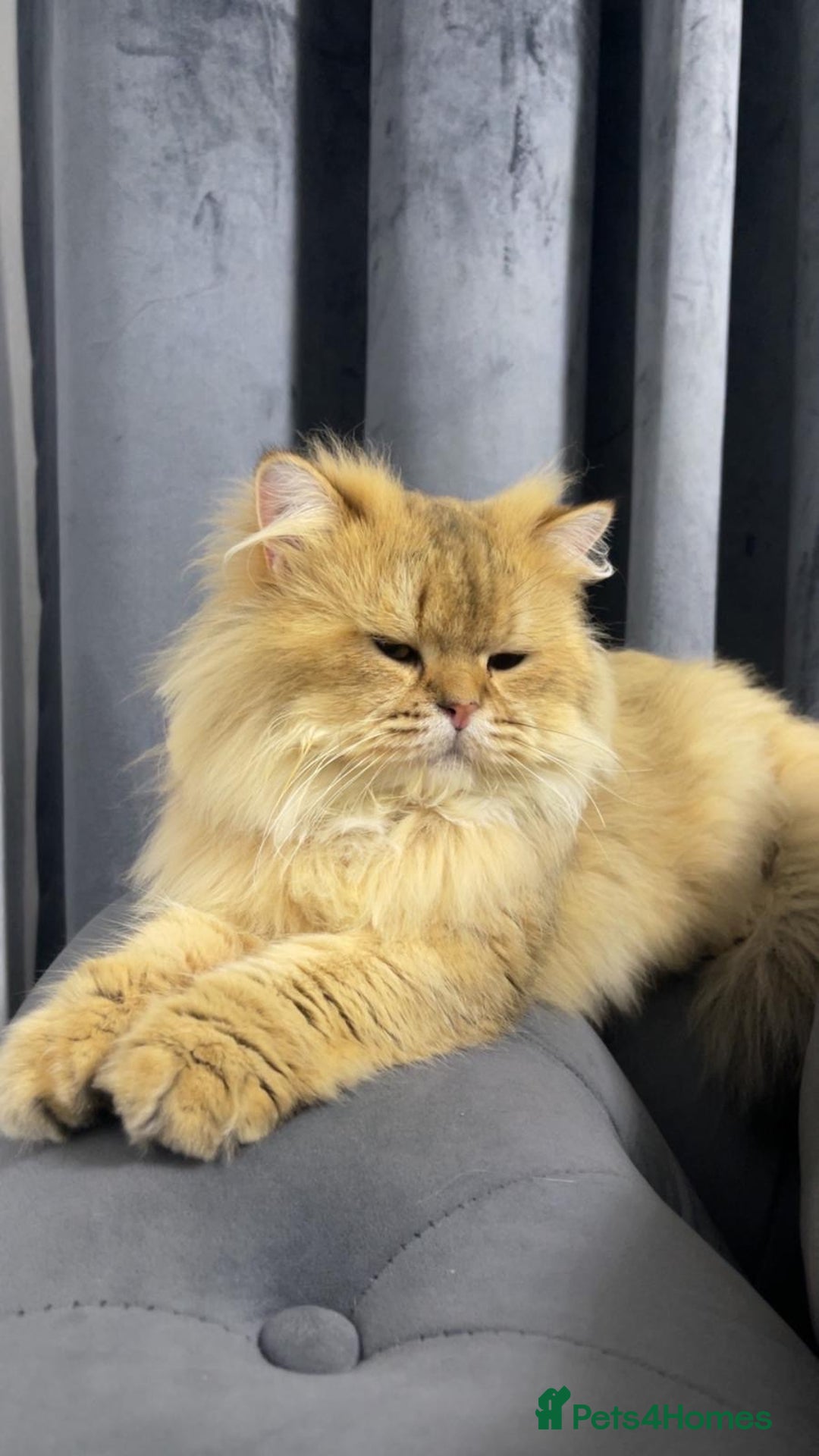 Persian cats for sale: Persian Male Cat  - Advert 1