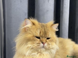 Persian cats Persian Male Cat - Advert 4