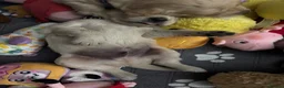 Golden Retriever dogs for sale: Golden retriever puppies - Advert 10