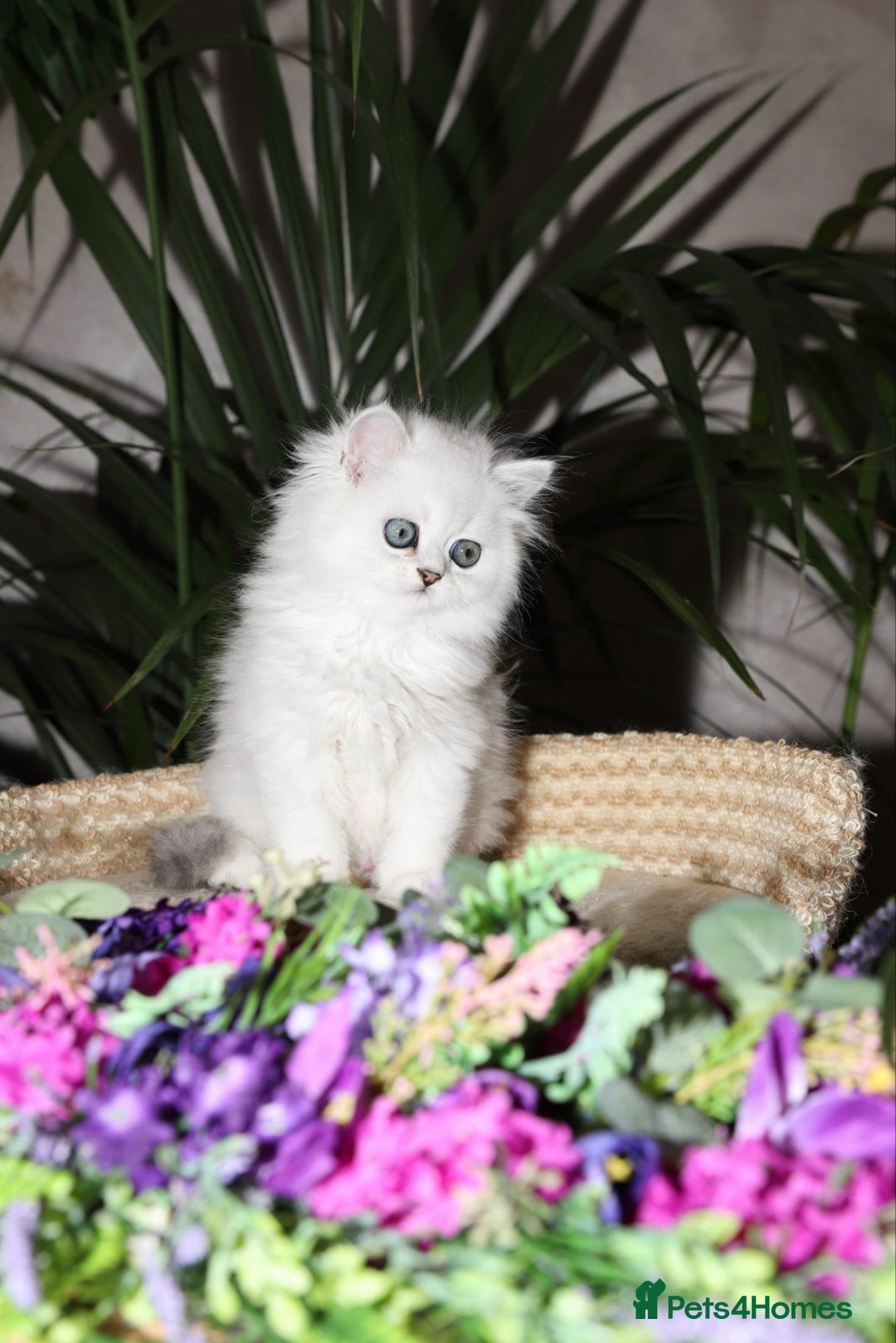 Persian cats for sale: Stunning Chinchilla Persian Kittens-Ready to go 💕 - Advert 11