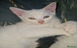 Domestic Shorthair cats for sale: 5 beautiful kittens looking for a good homes  - Image 12