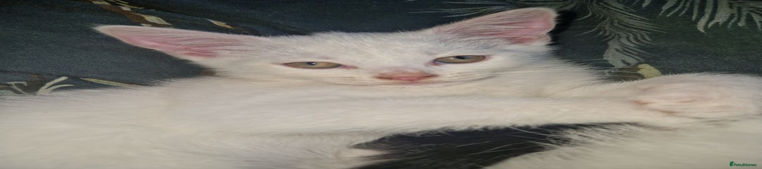 Gaya