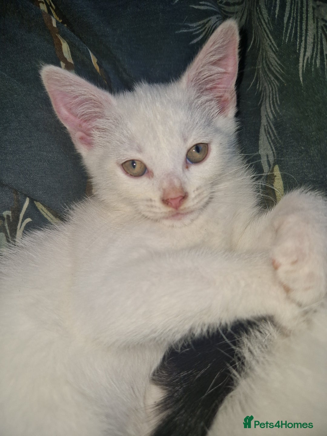 Domestic Shorthair cats for sale: 5 beautiful kittens looking for a good homes  - Image 12