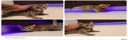 Scottish Fold cats for sale: Scotish Fold Kittens - Advert 8