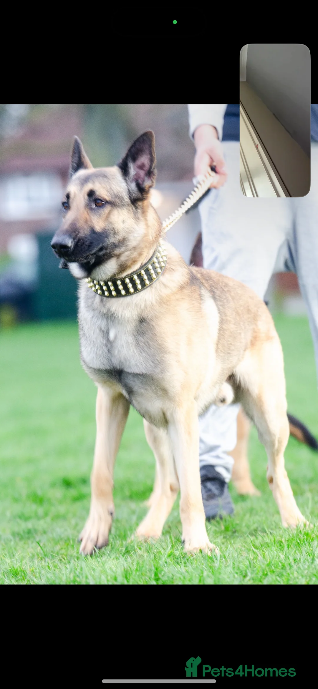 German Shepherd dogs for stud: PROVEN BIG BONED GERMAN SHEPHERD FOR STUD  in Romford - Advert 7