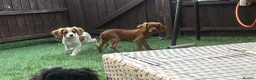 Cavapoo dogs for sale: Beautiful cavapoos  - Advert 14