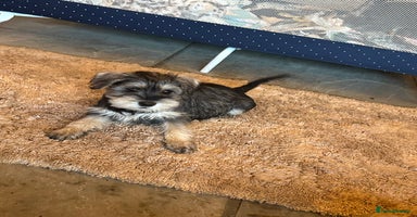 Miniature Schnauzer dogs - Advert 16