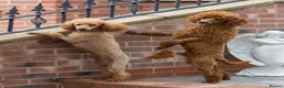 Poodle dogs for stud: Donnajays  5* PROVEN, HEALTH TESTED & PROFESSIONAL - Advert 10