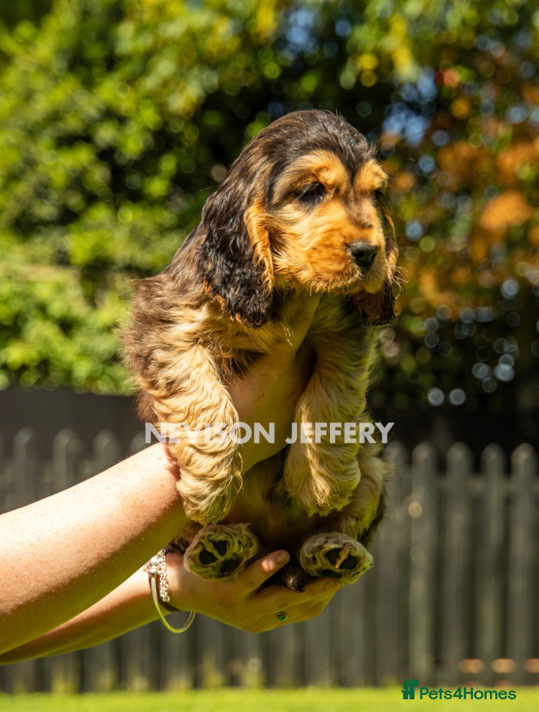 Cocker Spaniel dogs A STUNNING LITTER OF SHOW COCKERS - Advert 1
