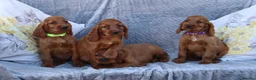 Irish Setter dogs for sale: Adorable lovable irish Setter puppies  - Advert 10