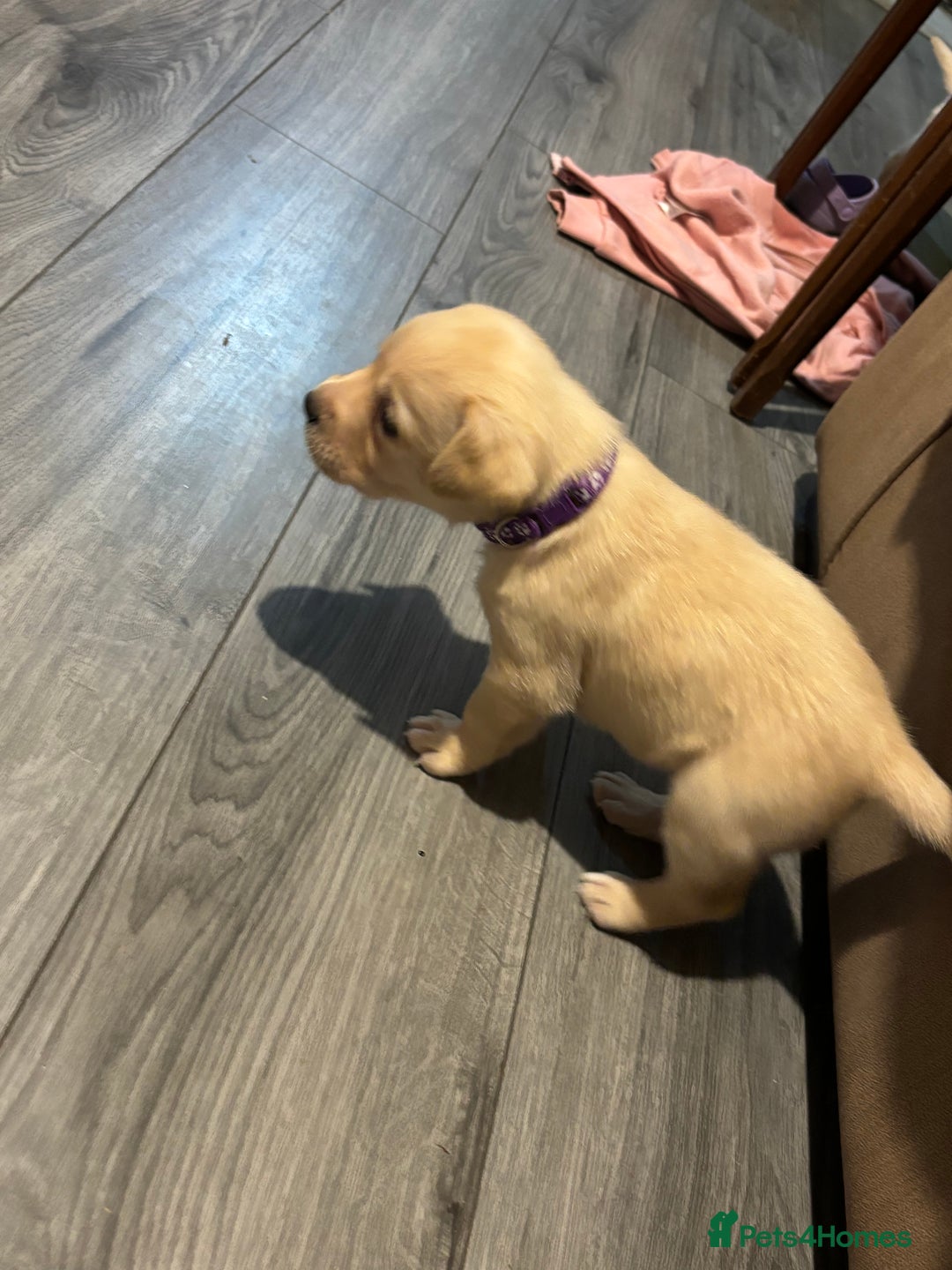 Labrador Retriever dogs for sale: 7 stunning chunky yellow Labradors - Advert 8