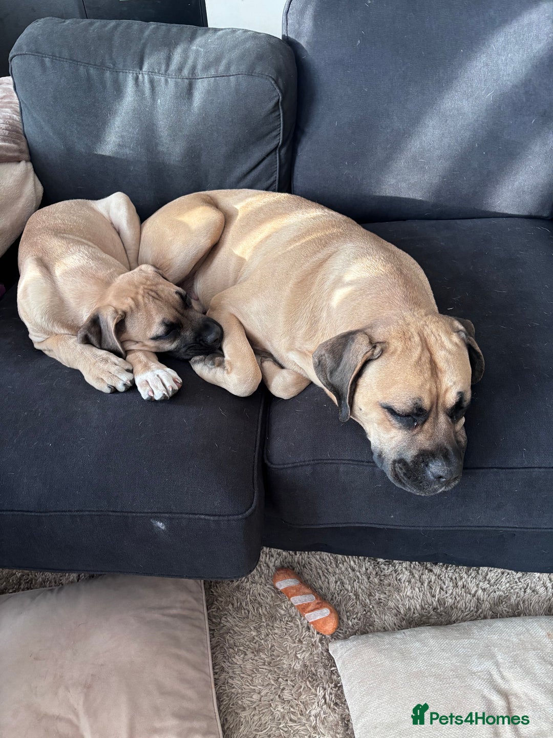 Cane Corso dogs for sale: 6 month female old cane corso - Advert 2