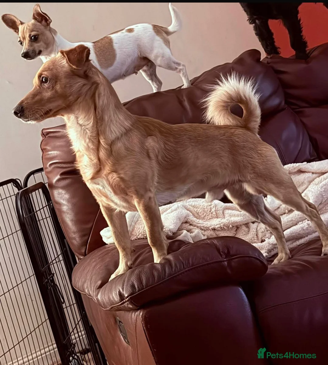 Mixed Breed dogs for sale: 3 beautiful jack cross boys  - Advert 2