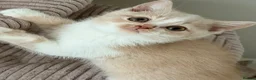 British Shorthair cats for sale: Pretty British Shorthair Kittens - Advert 7