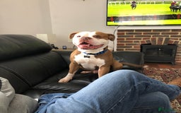 Old Tyme Bulldog dogs for sale: Monty - 7 years old MALE - Image 1