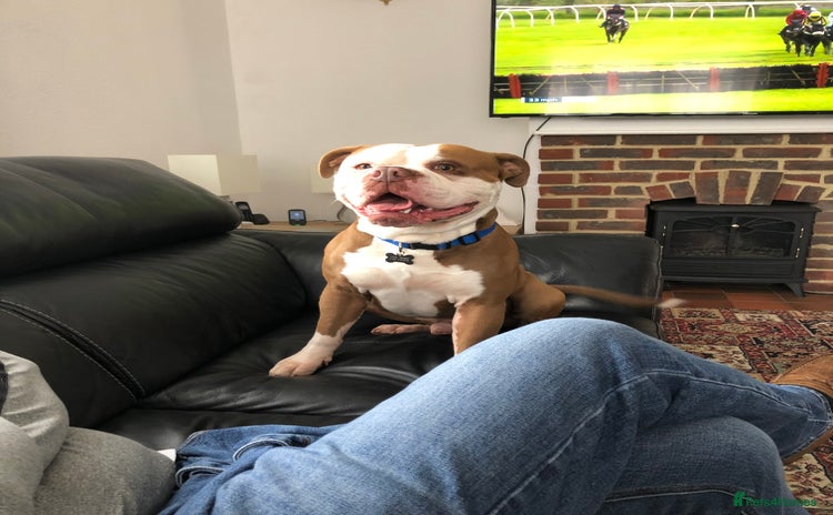 Old Tyme Bulldog dogs - Advert 1