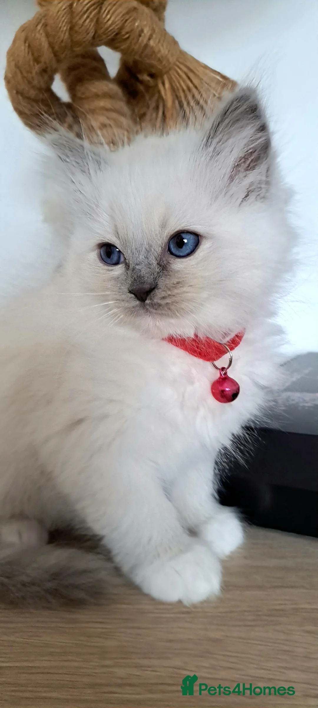 Ragdoll cats for sale: Agilamour kittens ( all kittens reserved ) - Advert 2