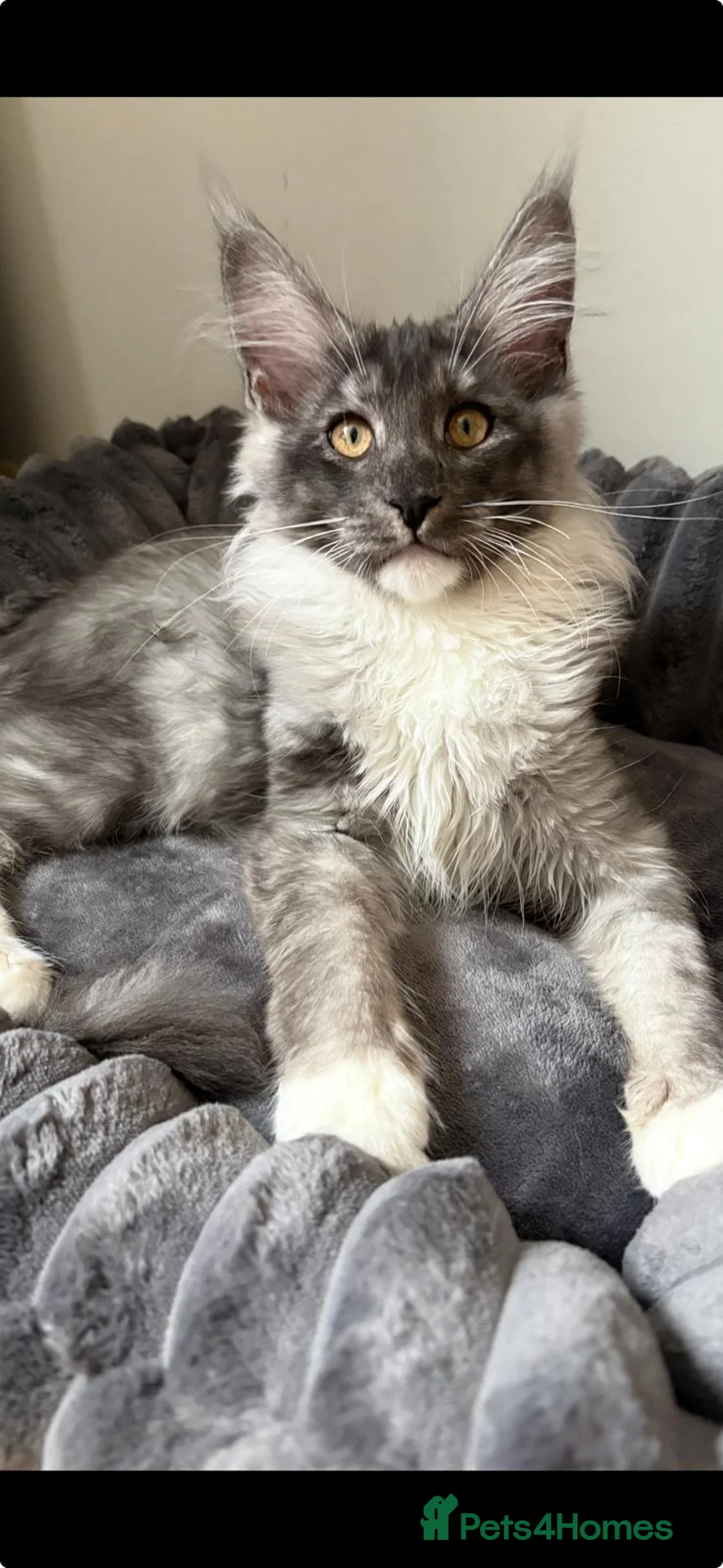 Maine Coon cats for sale: XL Maine Coon Kittens for Sale – TICA Reg - Advert 6