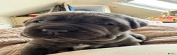 Neapolitan Mastiff dogs for sale: 2 puppies Neapolitan mastiff  - Advert 18