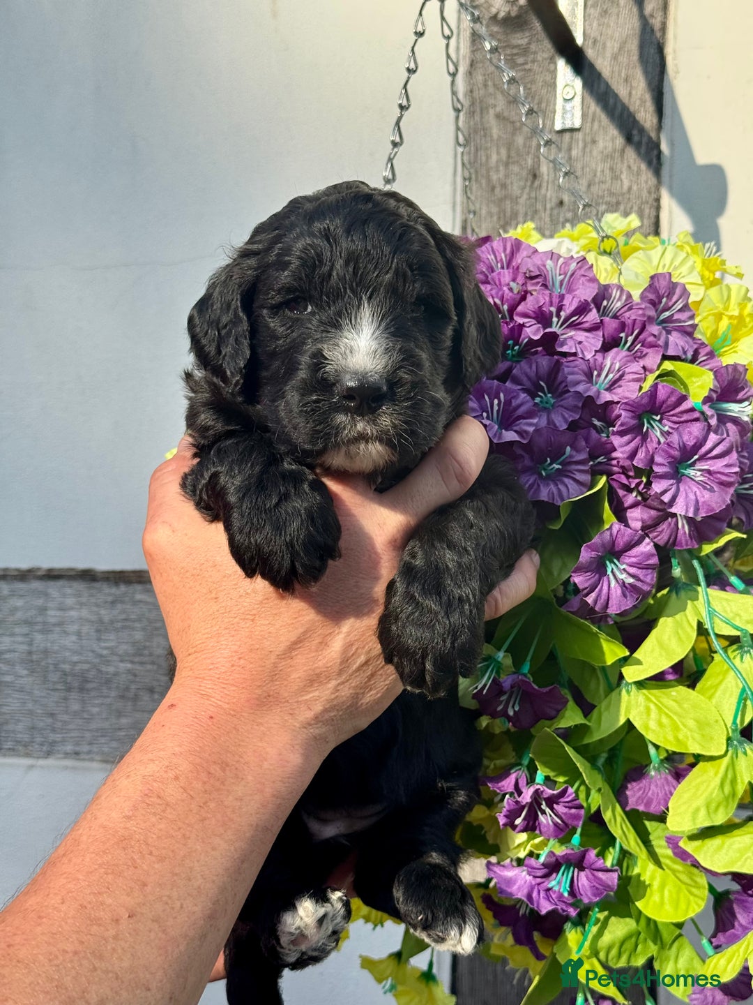 Saint Bernard dogs for sale: F1 st doodles puppies for sale - Image 28